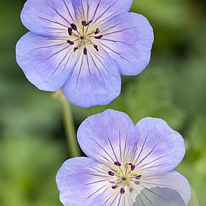 Geranium 'Azure Rush' GM P9