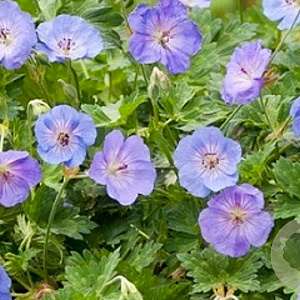 Geranium 'Azure Rush' GM P9