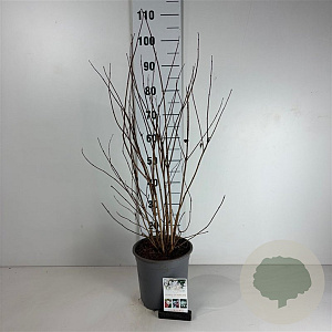 Philadelphus Pearls of Perfume 60-80 cm cont. 65L