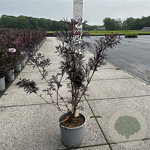 Sambucus nigra Black Lace 60-80 cm cont. 65L