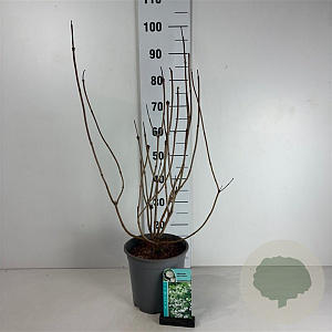 Viburnum opulus 'Roseum' 60-80 cm cont. 65L