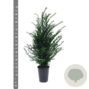 Taxus baccata 60-80 cm 4,0L