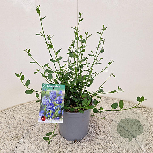 Ceanothus impressus 'Victoria' 25 cm 2,5L