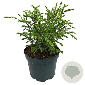 Juniperus comm. 'Hibernica' 15-20 cm 2,0L