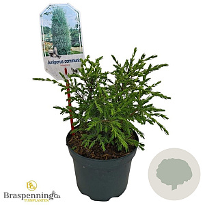 Juniperus comm. 'Hibernica' 15-20 cm 2,0L