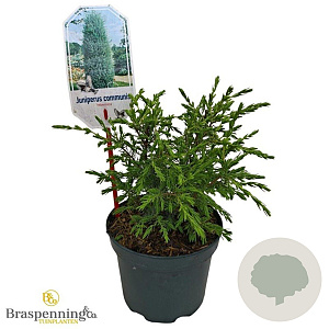 Juniperus comm. 'Hibernica' 15-20 cm 2,0L