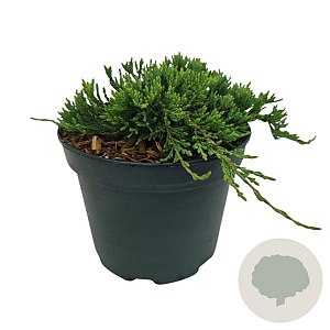 Juniperus h. 'Wiltonii' 20-25 cm 2,0L