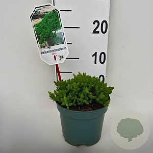 Juniperus procumbens 'Nana' 25-30 cm 2,0L