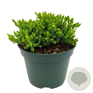 Juniperus procumbens 'Nana' 25-30 cm 2,0L