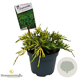 Juniperus pf. 'Pfitzeriana Aurea' 20-25 cm 2,0L