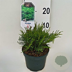 Microbiota decussata 25-30 cm 2,0L