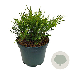 Microbiota decussata 25-30 cm 2,0L