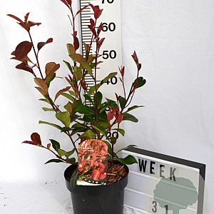 Photinia fraseri 'Red Robin' 40-50 cm 5,0L