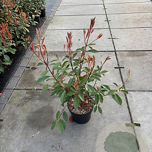 Photinia fraseri 'Red Robin' 40-50 cm 5,0L