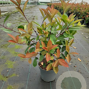 Photinia fraseri 'Red Robin' 50-60 cm 5,0L