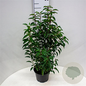 Prunus l. 'Angustifolia' 30-40 cm 3,0L