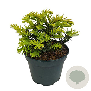 Taxus b. 'Summergold' 20-25 cm 2,0L