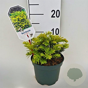 Taxus b. 'Summergold' 20-25 cm 2,0L
