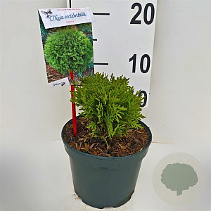 Thuja occ. 'Danica' 20 cm 2,0L