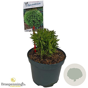 Thuja occ. 'Danica' 20 cm 2,0L