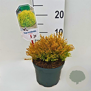 Thuja occ. 'Rheingold' 20-25 cm 2,0L