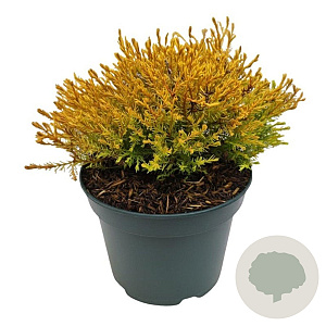 Thuja occ. 'Rheingold' 20-25 cm 2,0L