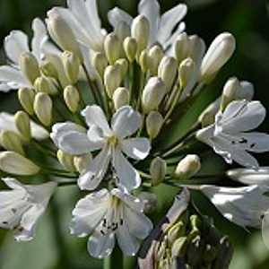 Agapanthus 'Snow Crystal' GM cont. 90L