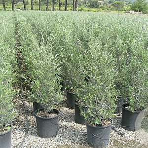 Olea e. 'Cipressino' 60-80 cm 9L