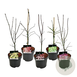 Mixlaag Acer palmatum veredeld 50-60 cm 4,5L