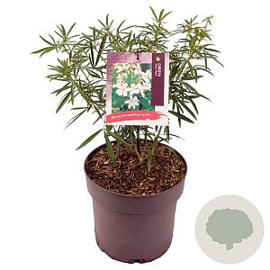 Choisya 'Aztec Pearl' 25-30 cm 10L