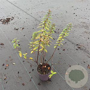 Hypericum 'Hidcote' 20-30 cm P13
