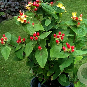 Hypericum i. 'Rheingold' 20-30 cm P13