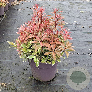 Pieris jap. 'Carnaval' 25-30 cm 5,0L