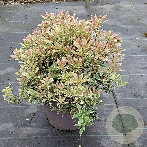 Pieris jap. 'Little Heath' 25-30 cm 5,0L
