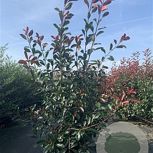 Photinia fraseri 'Red Robin' 150-175 cm 20L