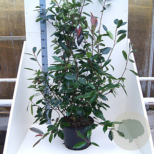 Photinia fraseri 'Red Robin' 150-175 cm 20L