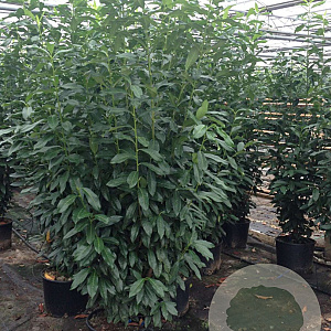 Prunus lusitanica 'Genolia 175-200 cm 25L