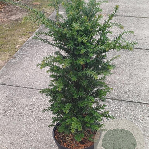 Taxus baccata 60-80 cm 10L