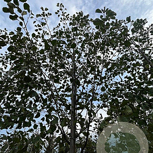 Alnus glutinosa 16-18 HO draadkluit
