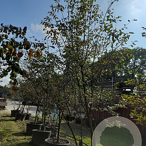 Amelanchier lamarckii 300-350 cm draadkluit meerstammig