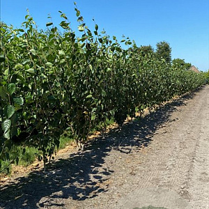 Betula utilis 'Doorenbos' 200-250 cm container meerstammig