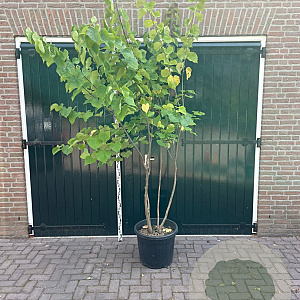 Cercis canadensis 200-250 cm container meerstammig
