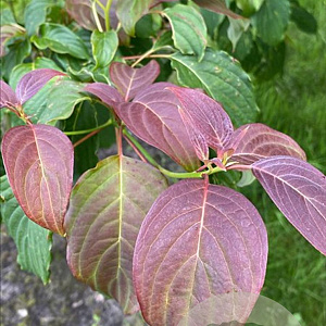 Cornus controversa 200-250 cm container meerstammig