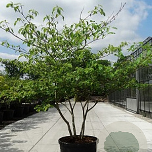Cornus controversa 200-250 cm container meerstammig