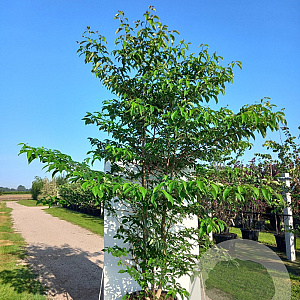 Cornus controversa 250-300 cm container meerstammig
