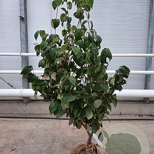 Cornus k. 'China Girl' 175-200 cm container meerstammig