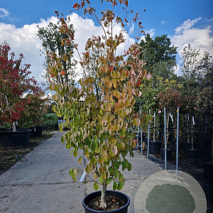 Cornus k. 'China Girl' 175-200 cm container meerstammig