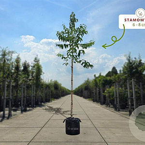 Heptacodium miconioides 175-200 cm container meerstammig