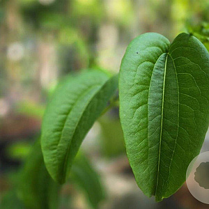 Heptacodium miconioides 175-200 cm container meerstammig