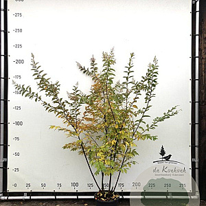 Lagerstroemia 'Natchez' 175-200 cm container meerstammig
